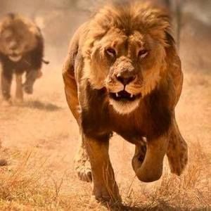 Meet your Posher, Darryl